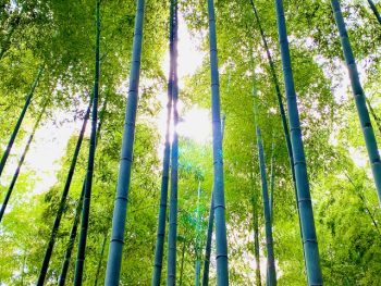 庭に植物を植えたいならここに注意